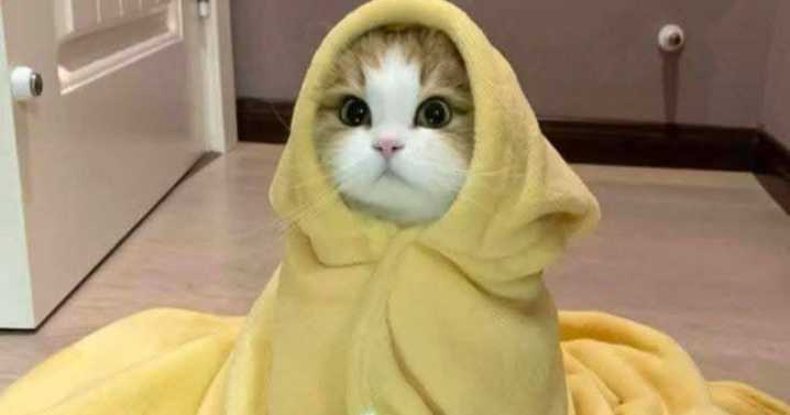 38 Cat Photos So Adorable And Chaotic They Might Just Fix Your Bad Mood Instantly