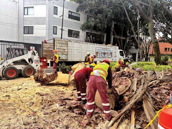 La Condesa dice adiós a palmeras históricas en la avenida Tamaulipas