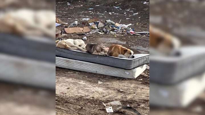 South Dakota Rescuers Discover Three Injured Dogs Fighting To Survive Together