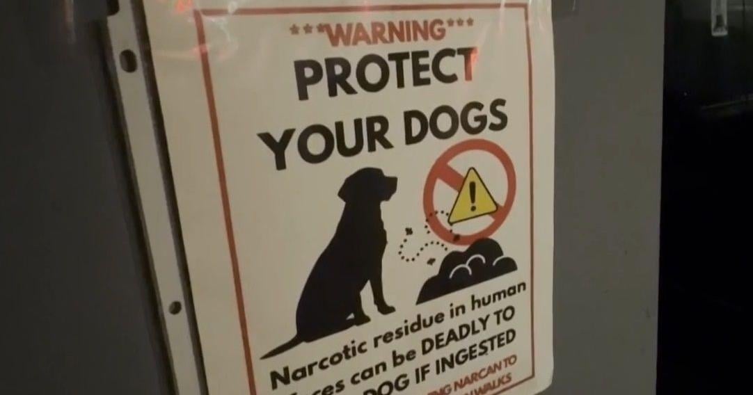 Dog tests positive for meth after morning walk in Los Angeles