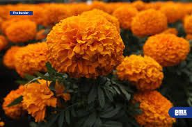 Prohibido el cruce de flor de cempasúchil a EE.UU.; multas de 300 dólares por uso personal y hasta 250 mil dólares para uso comercial