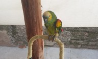 Buscan una familia para “Paco”, el lorito que quedó solo tras la muerte de su dueño