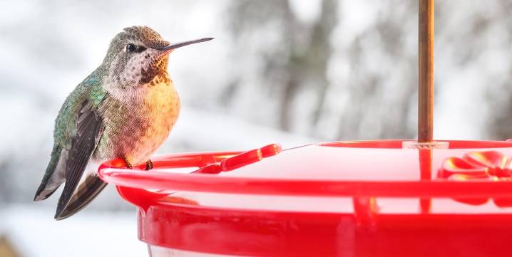 The #1 Tip to Keep Hummingbirds Safe All Winter Long
