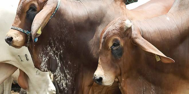 Capacitan a productores contra gusano barrenador