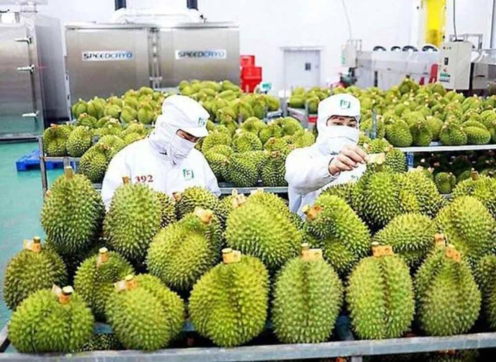 Valor de exportaciones agrícolas de Vietnam crece 15,5 por ciento