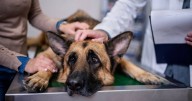 Vet shares 6 simple things pet owners can do to slash vet bills