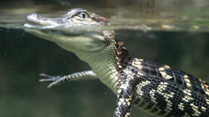 World Atlas reveals Alabama’s top 5 most alligator