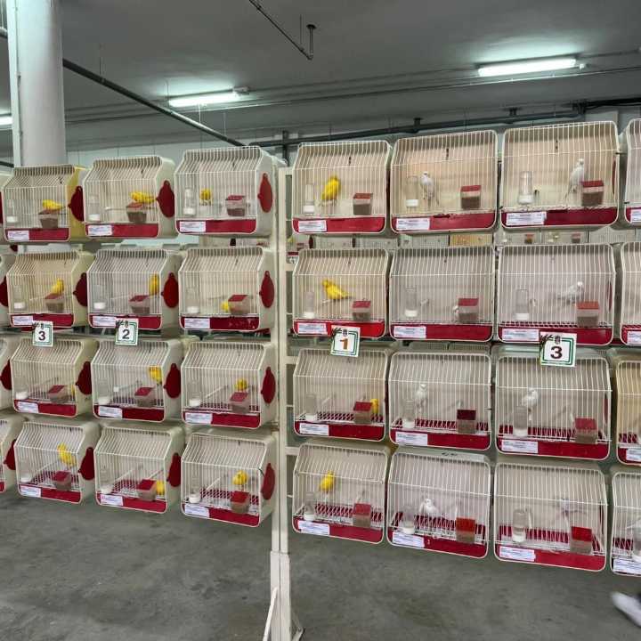 Más de un centenar de criadores participan en el XXIV Concurso Ornitológico "Villa de Huétor Tájar"