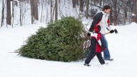 14 places to cut, buy a live Christmas tree around Louisville this year