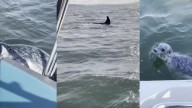 El momento en el que una foca se sube a un barco y logra escapar de ser devorada por una orca