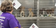 It Takes a Village Animal Rescue to close its doors, citing financial challenges