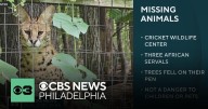 Wildcats escape from Pennsylvania wildlife center