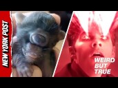 One-eyed kitty dubbed 'Cyclops Cat' is adorable and ugly at the same time