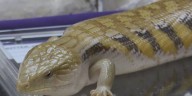 Jackson reptile expo educates community about misunderstood animals