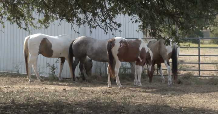Texas A&M hospital prepares for 'large influx' of horse herpesvirus cases in coming weeks