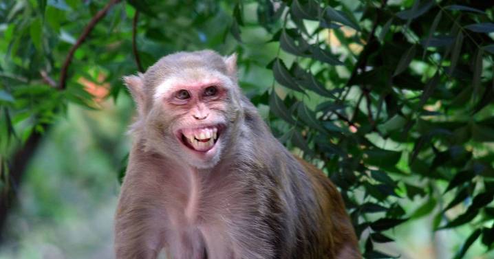Horror death of politician as he was ripped apart by monkeys in his home
