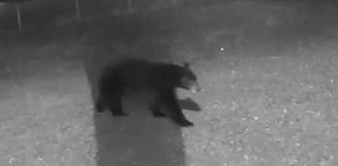 See a bear in the Upstate? Here's what to do