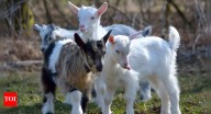 10 interesting facts about goats that show their clever and social side
