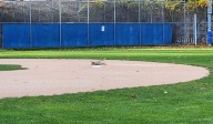 Multiple Callers Reported Dead Dog On Naugatuck Field