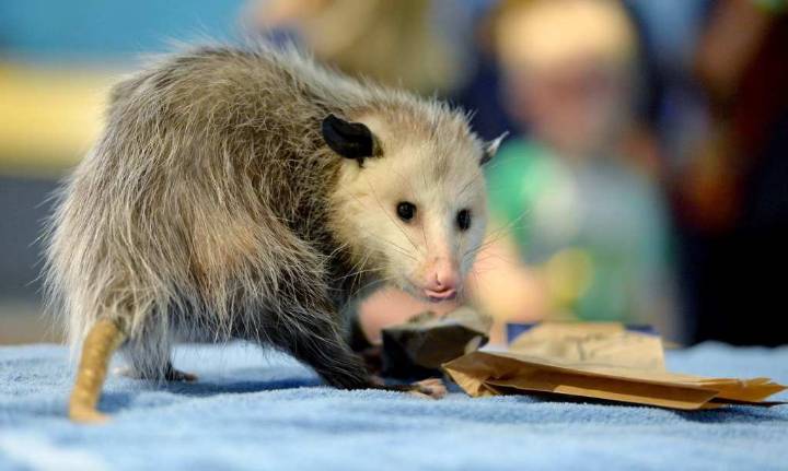 Should Walnut Creek family let an opossum live under a shrub in their yard?