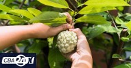 Graviola: el misterio de la fruta tropical y sus propiedades