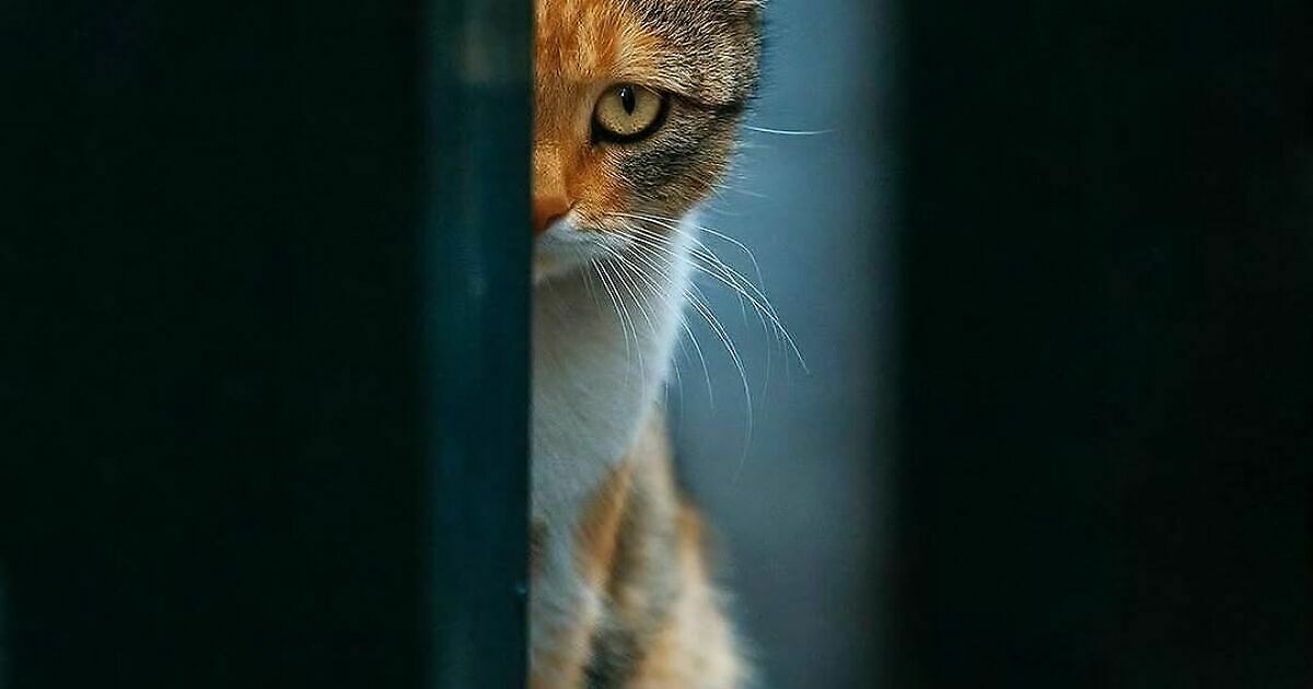 30 Stunning Cat Photos From The Decisive Moments Magazine That Capture Pure Feline Magic