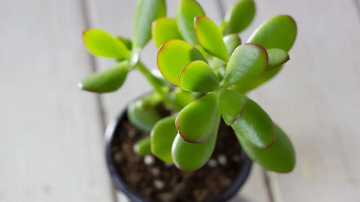 Cada cuánto hay que regar el árbol de jade para que luzca sano y crezca rápido