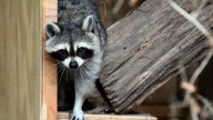 Raccoon tests positive for rabies in Morris County