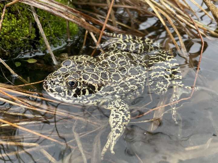 DNR rushes to complete wetlands for state endangered crawfish frogs