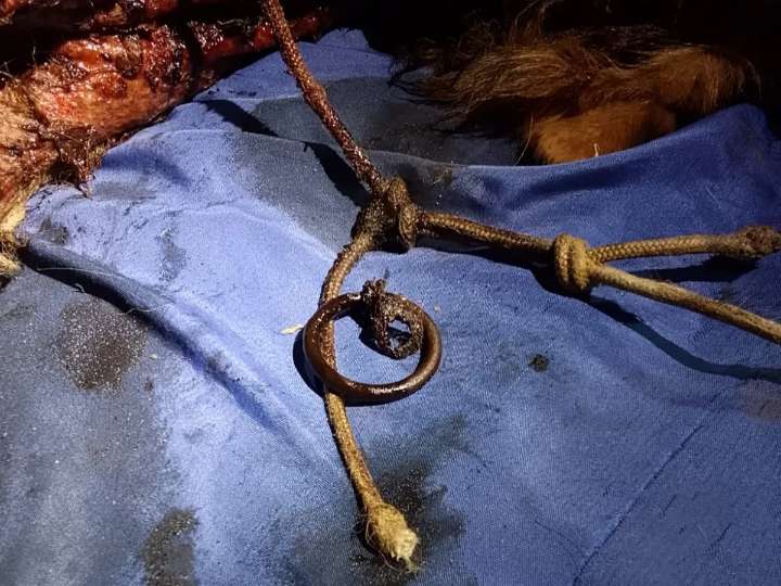 Corrientes: denuncian a un hombre por abandono y maltrato a varios perros