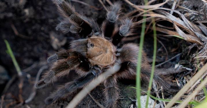 Missouri has native tarantulas. They're docile 'cupcakes'