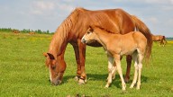 What Is a Baby Horse Called? Foal vs. Yearling vs. Colt vs. Filly