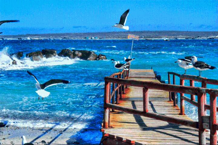 Cómo llegar a Punta de Choros: guía para visitar uno de los lugares turísticos en Chile más destacados del norte chico