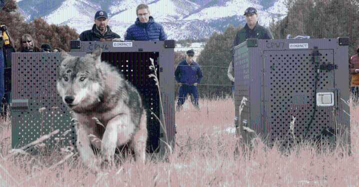 Colorado has wolves again for the first time in 80 years. Why are they dying?