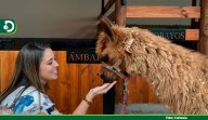 Ámbar, la llama rescatada en Rionegro, inicia una nueva vida tras encontrar un nuevo hogar