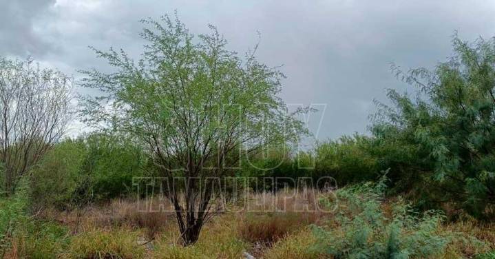 Lluvias revitalizan el campo en Nuevo Laredo, celebran ganaderos