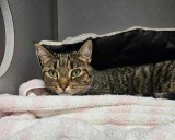 Emma 2.0: Foster-Hospice Sought For Loving Cat With Heart Condition Returned To Bergen Shelter