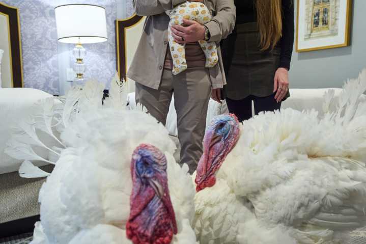 Turkey pardons offer holiday ritual during precarious moment for Trump
