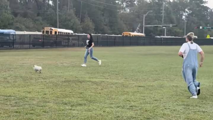 This little piggy went...to school?  Pig runs wild across two Texas school campuses