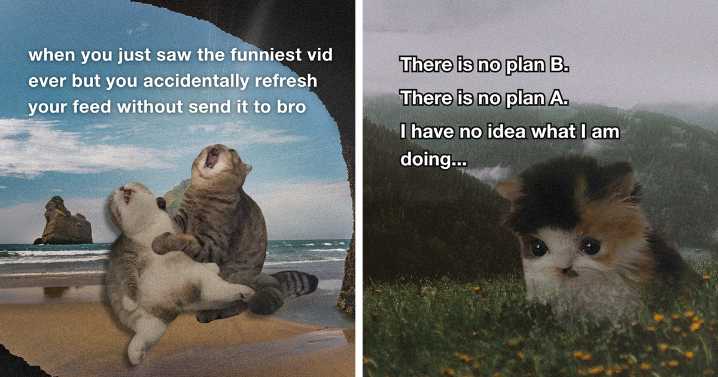 72 Hilariously Relatable Cat Memes That Are Probably Way Better Than Therapy