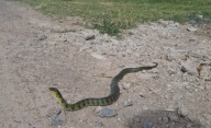 Sorpresa en Barrio Aeropuerto por la aparición de una serpiente de más de un metro: qué hacer en estos casos
