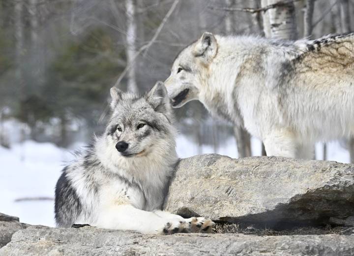Fact File: Viral videos do not show ‘genius’ wolf pack hierarchy