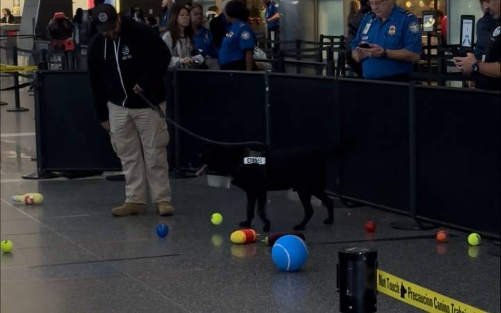 TSA dog at Logan retires after 9 years on the job