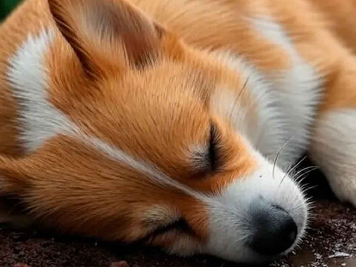 Investigan envenenamiento masivo de perros en Zacatecas