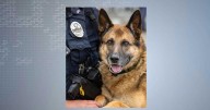 UW-Madison police announce K9 Ritter's retirement