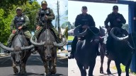 Brazil Police Seen Patrolling Amazon Islands On Buffaloes; Know Why