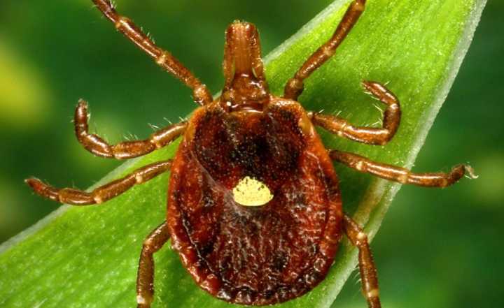 Reportan primera muerte relacionada con alergia a la carne causada por la picadura de una garrapata