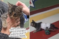 Paralyzed Kitten Found Near a School, Engineering Students Know What To Do