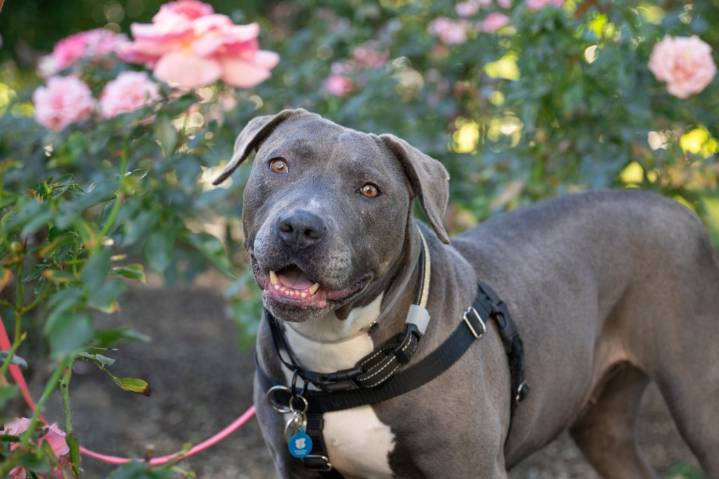 Column: Some pet owners wonder, worry about vaccines for their pets