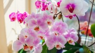 How To Get Phalaenopsis Orchid To Bloom In The Winter